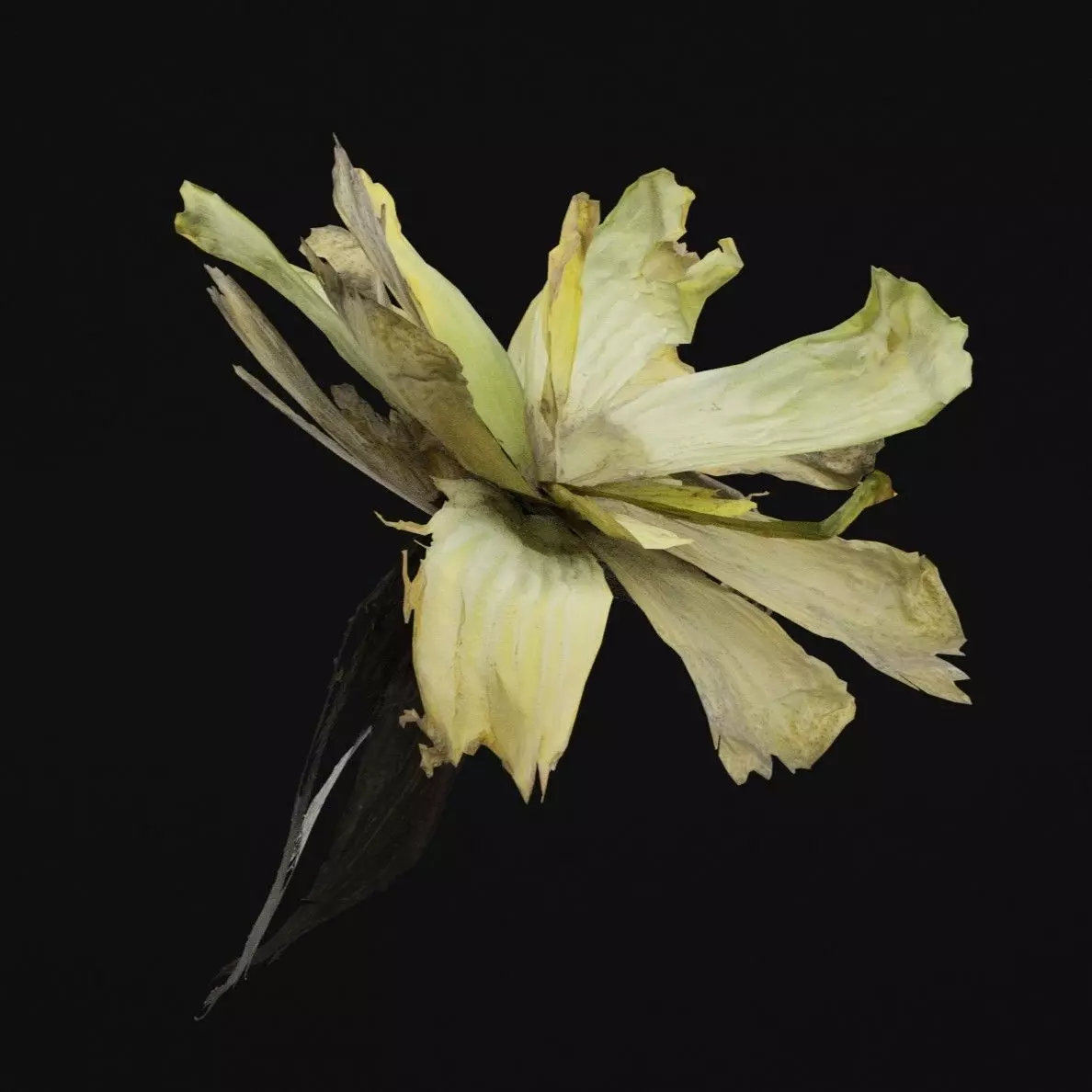 Pistia Plant Low-poly 3D model_5