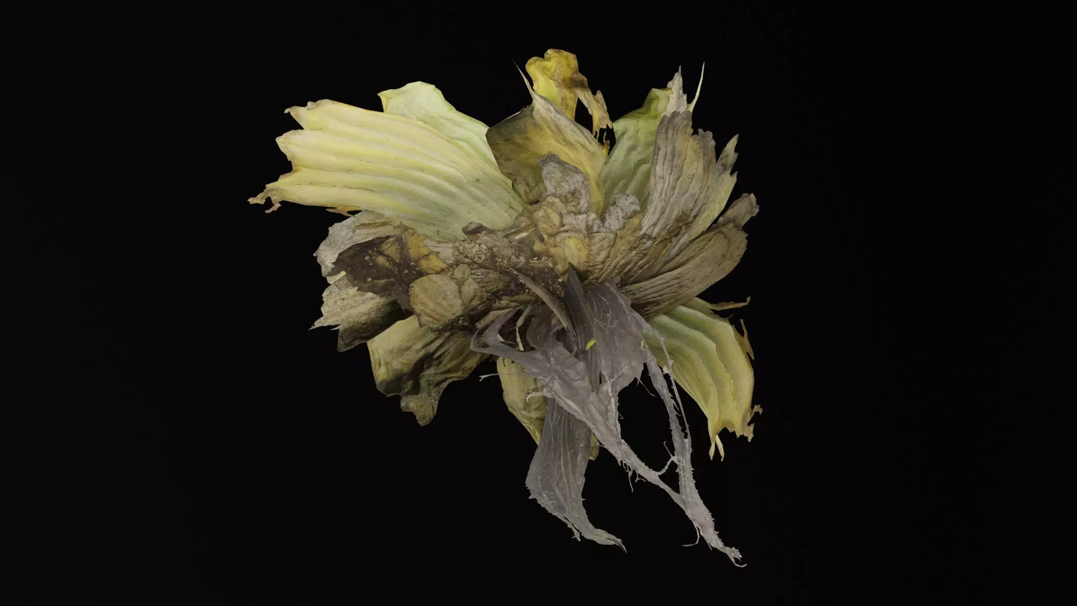 Pistia Plant Low-poly 3D model_2