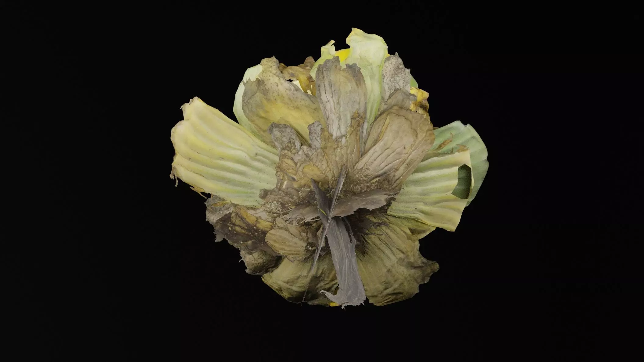 Pistia Plant Low-poly 3D model_2