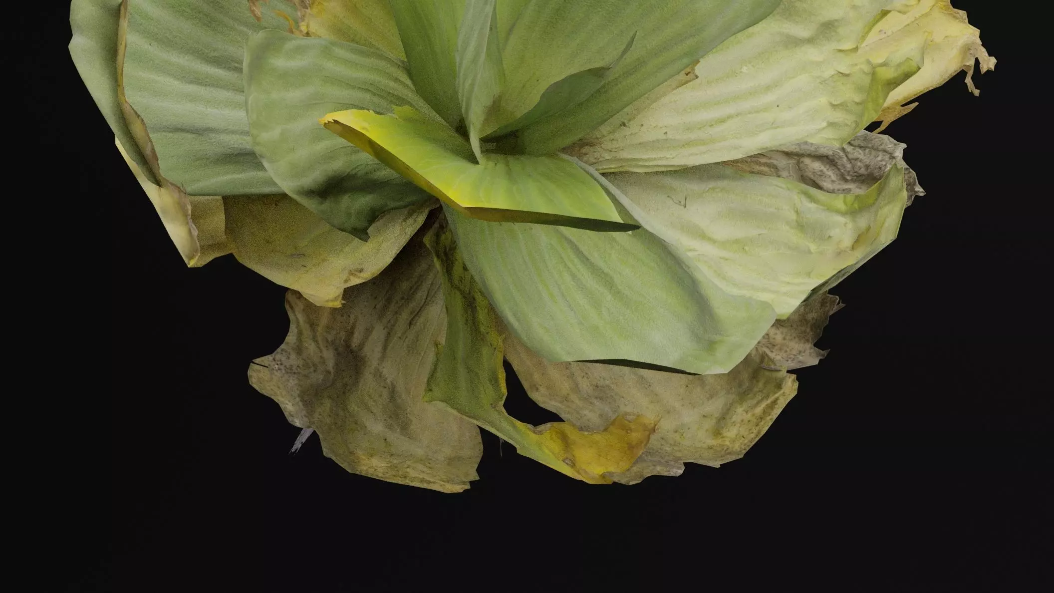 Pistia Plant Low-poly 3D model_1