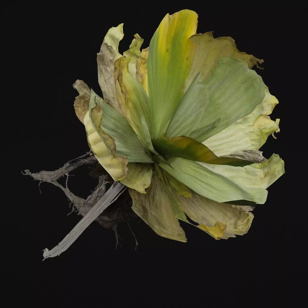 Pistia Plant Low-poly 3D model_5