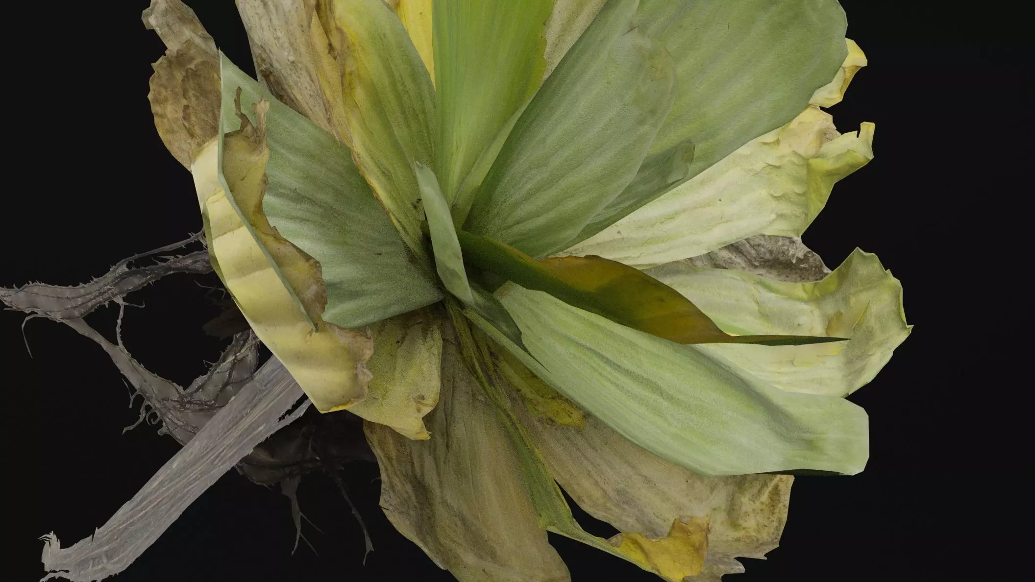 Pistia Plant Low-poly 3D model_3