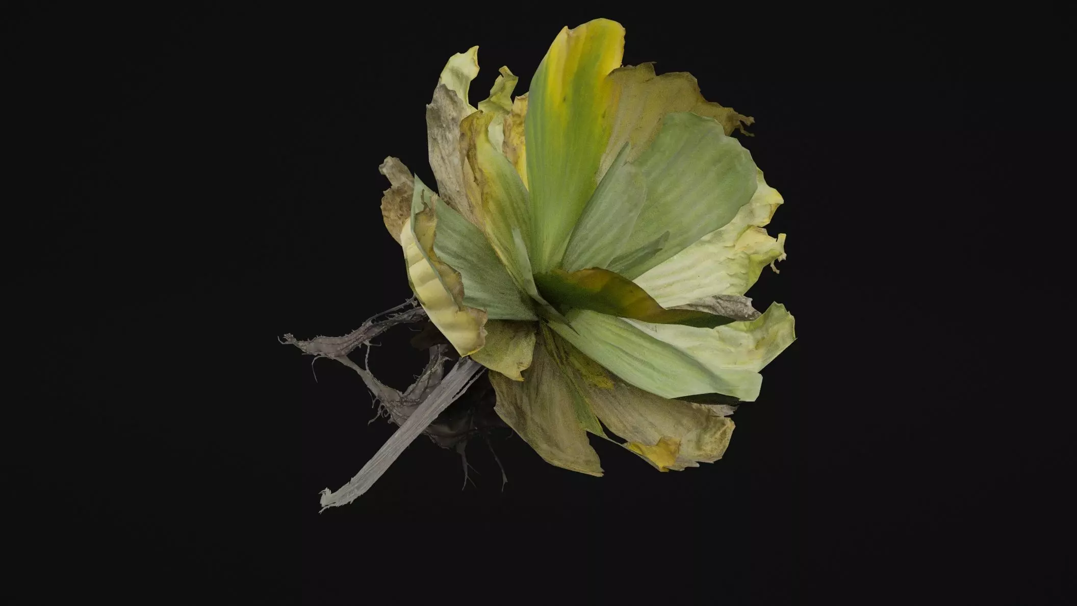 Pistia Plant Low-poly 3D model_0