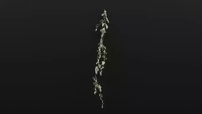 Cocculus Hirsutus Plant