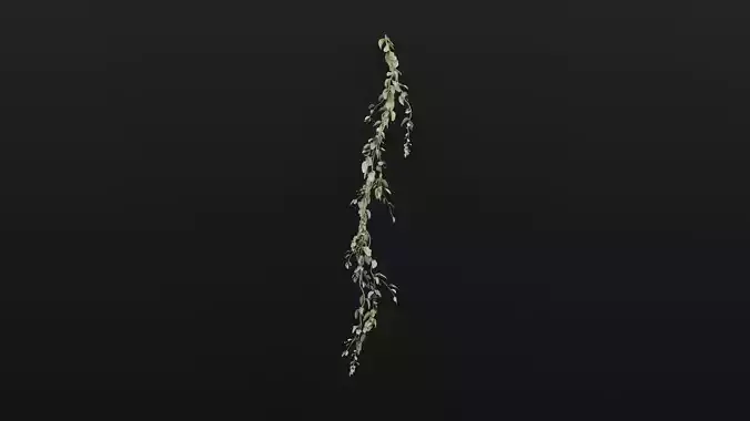 Cocculus Hirsutus Plant