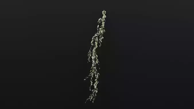 Cocculus Hirsutus Plant