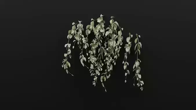 Cocculus Hirsutus Plant