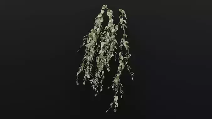 Cocculus Hirsutus Plant