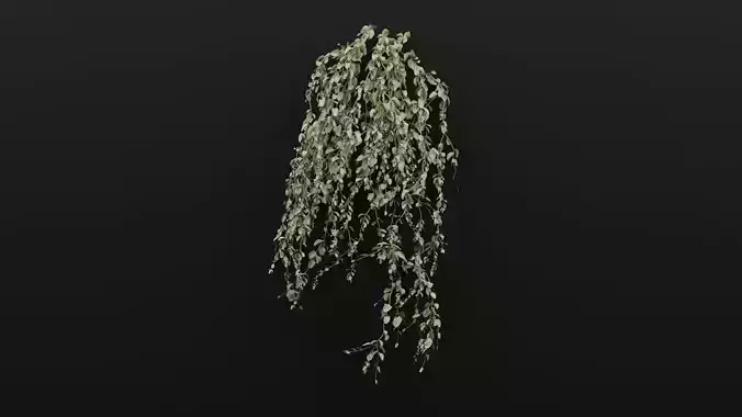 Cocculus Hirsutus Plant