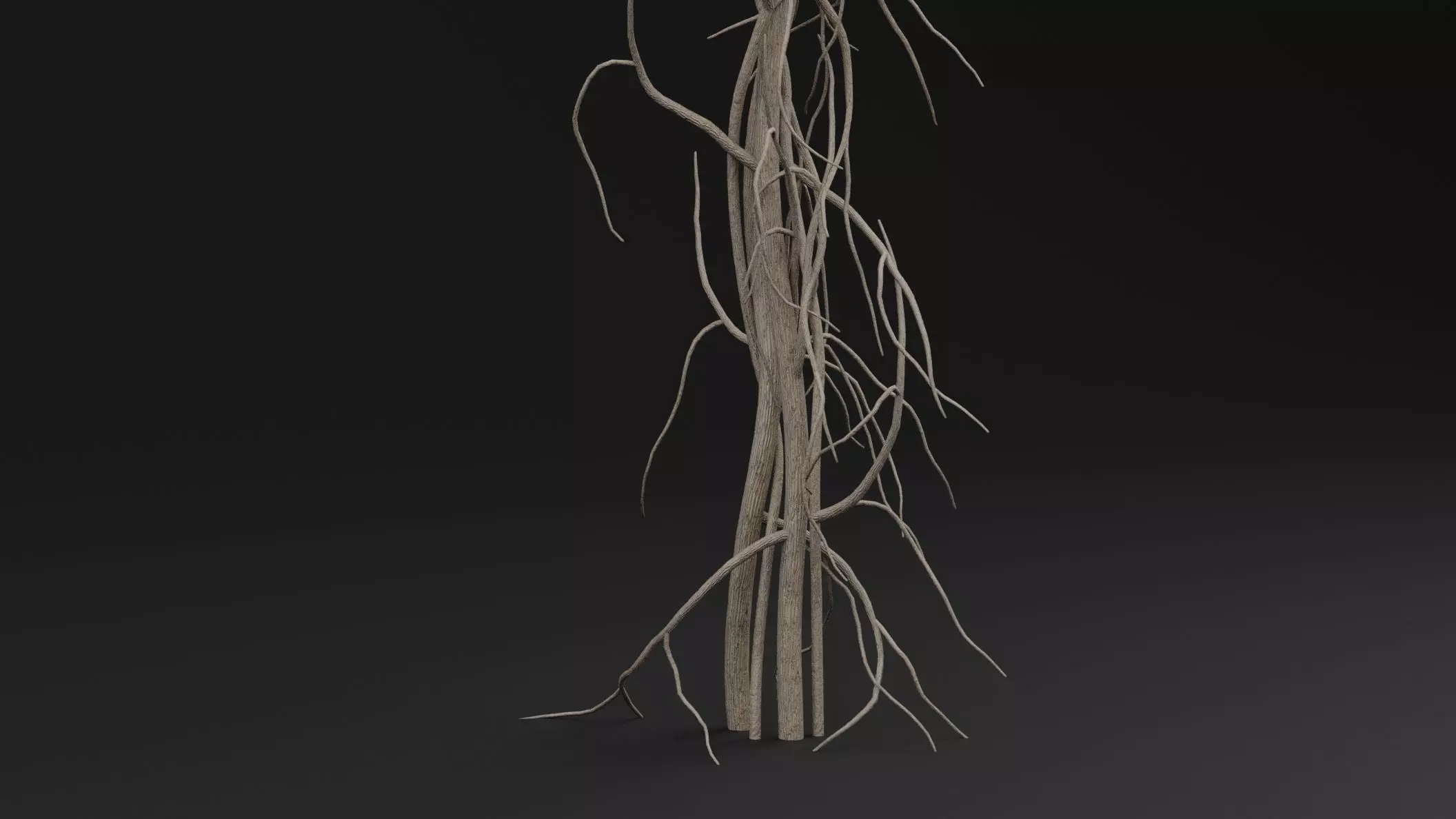 Cocculus Hirsutus Plant Low-poly 3D model_2