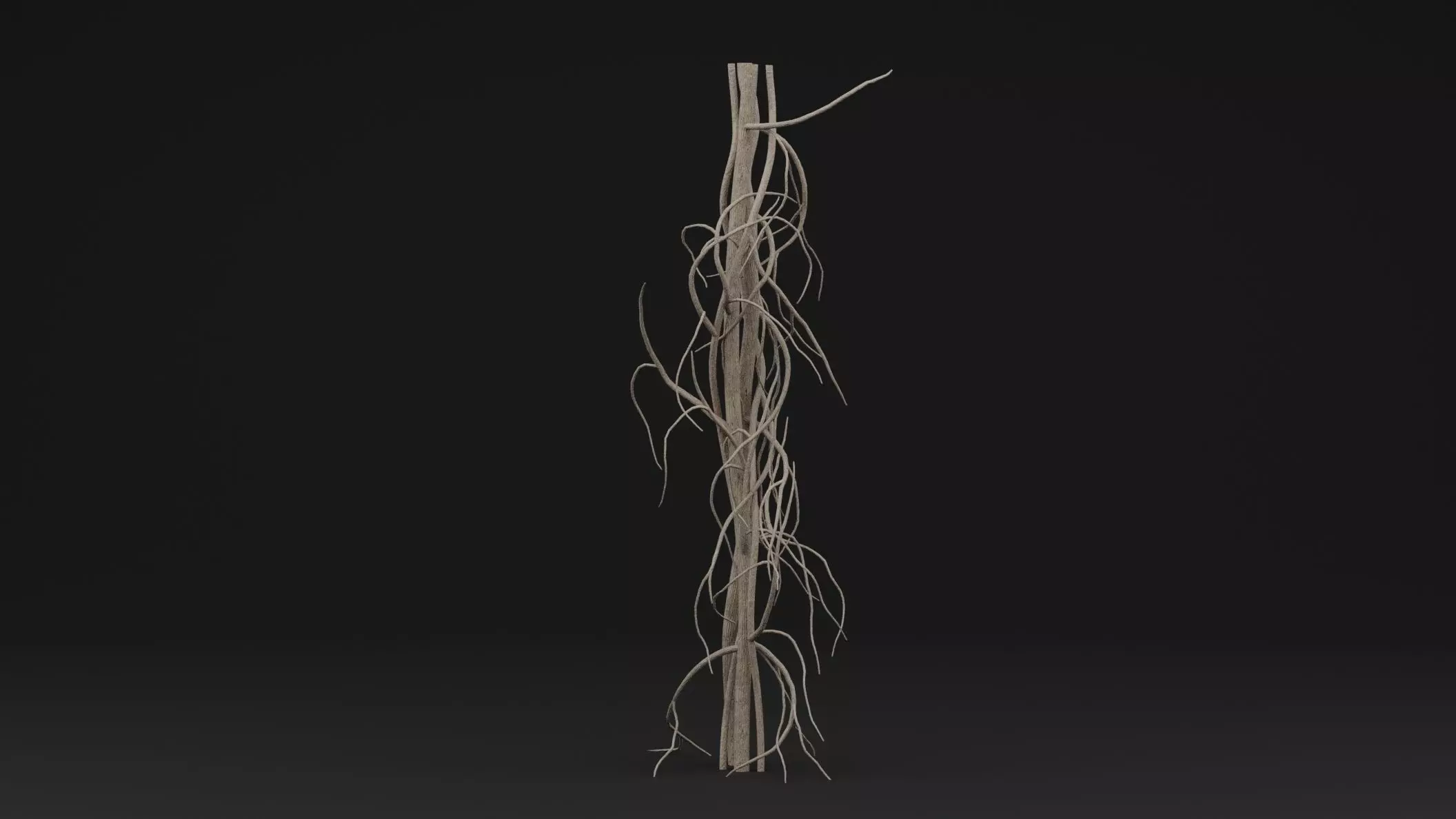 Cocculus Hirsutus Plant Low-poly 3D model_0