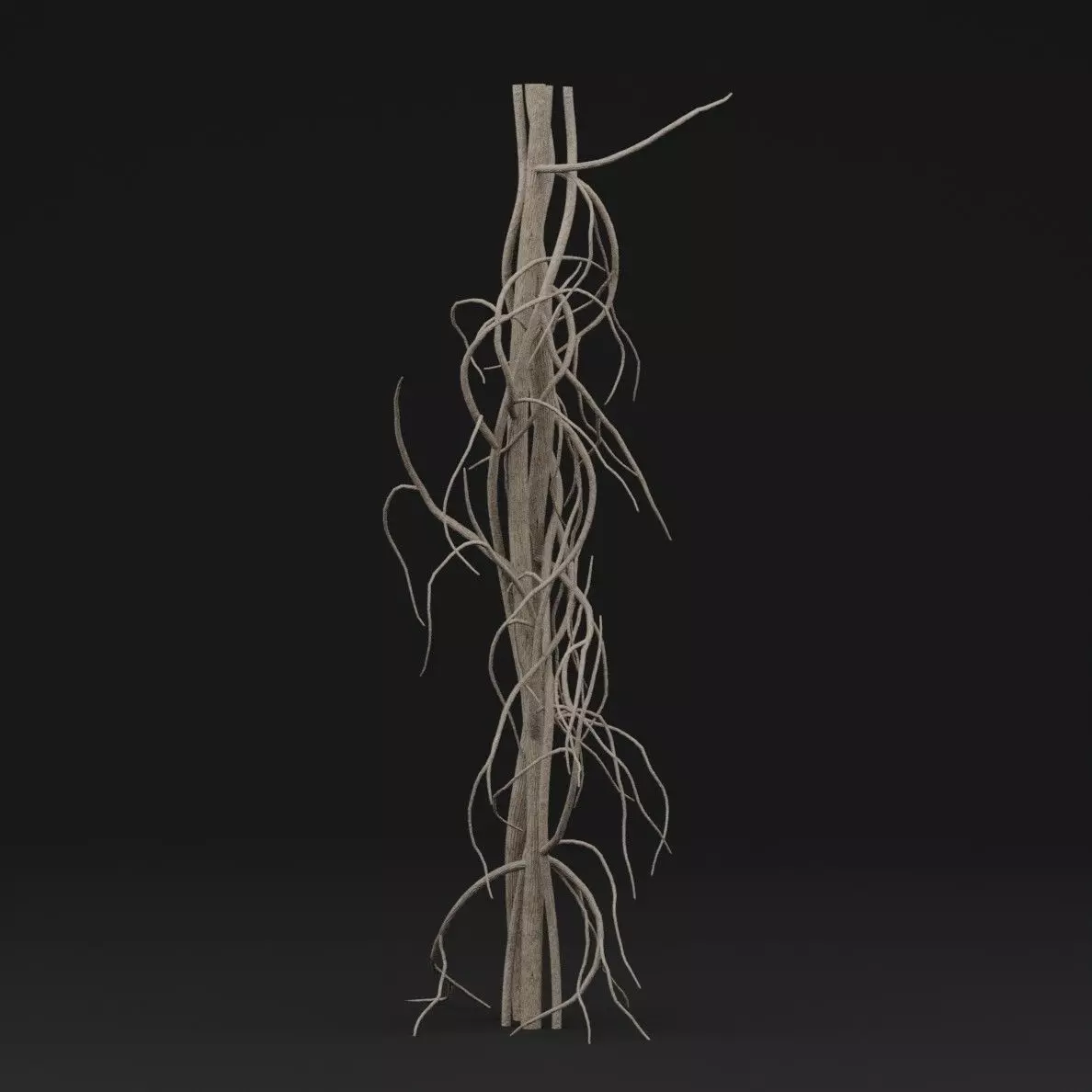 Cocculus Hirsutus Plant Low-poly 3D model_5