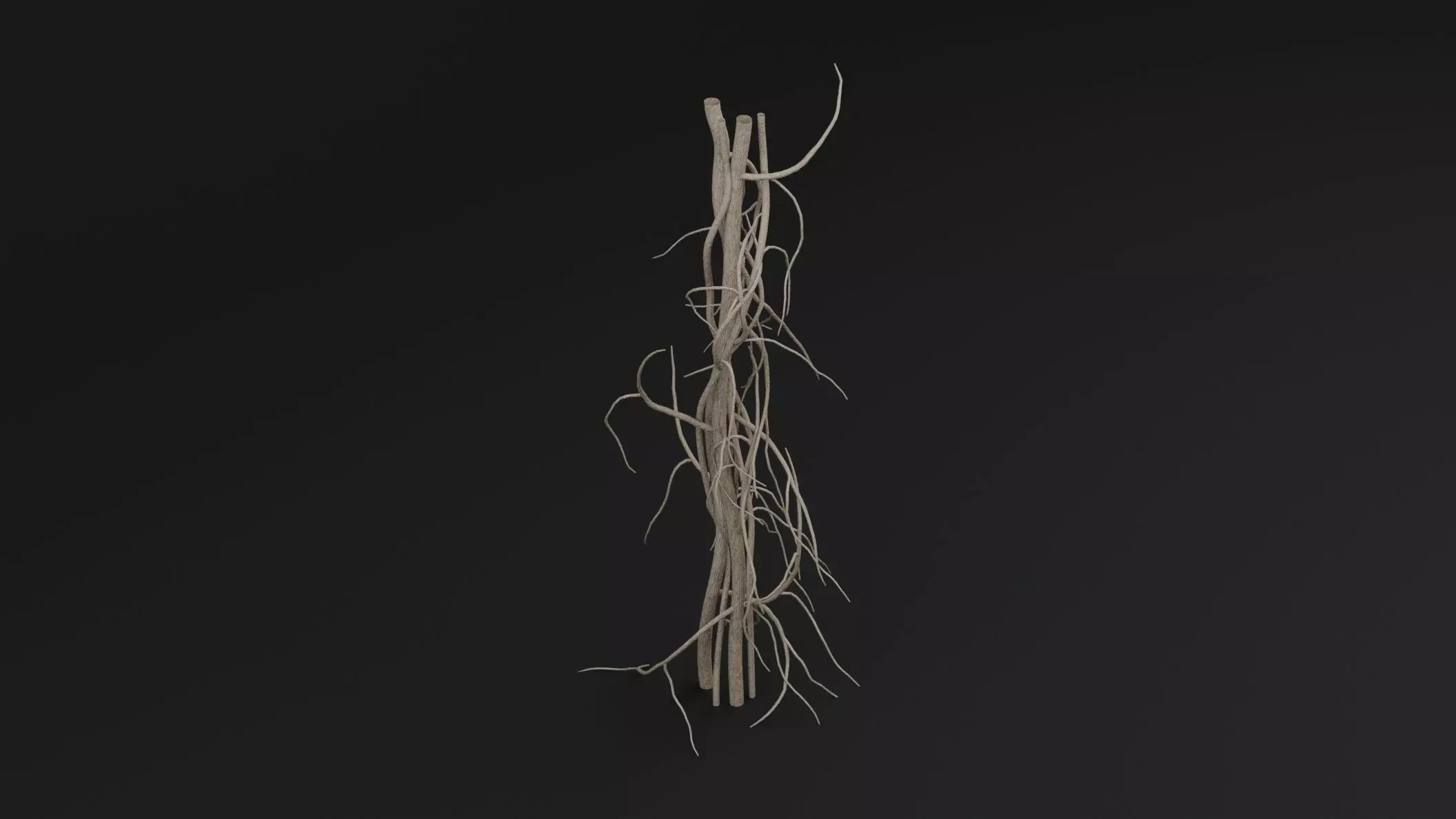 Cocculus Hirsutus Plant Low-poly 3D model_4