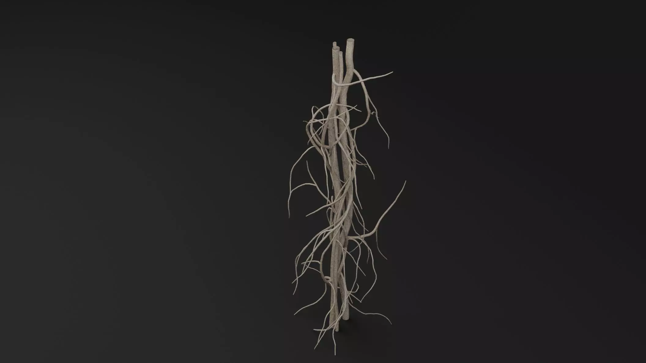 Cocculus Hirsutus Plant Low-poly 3D model_3