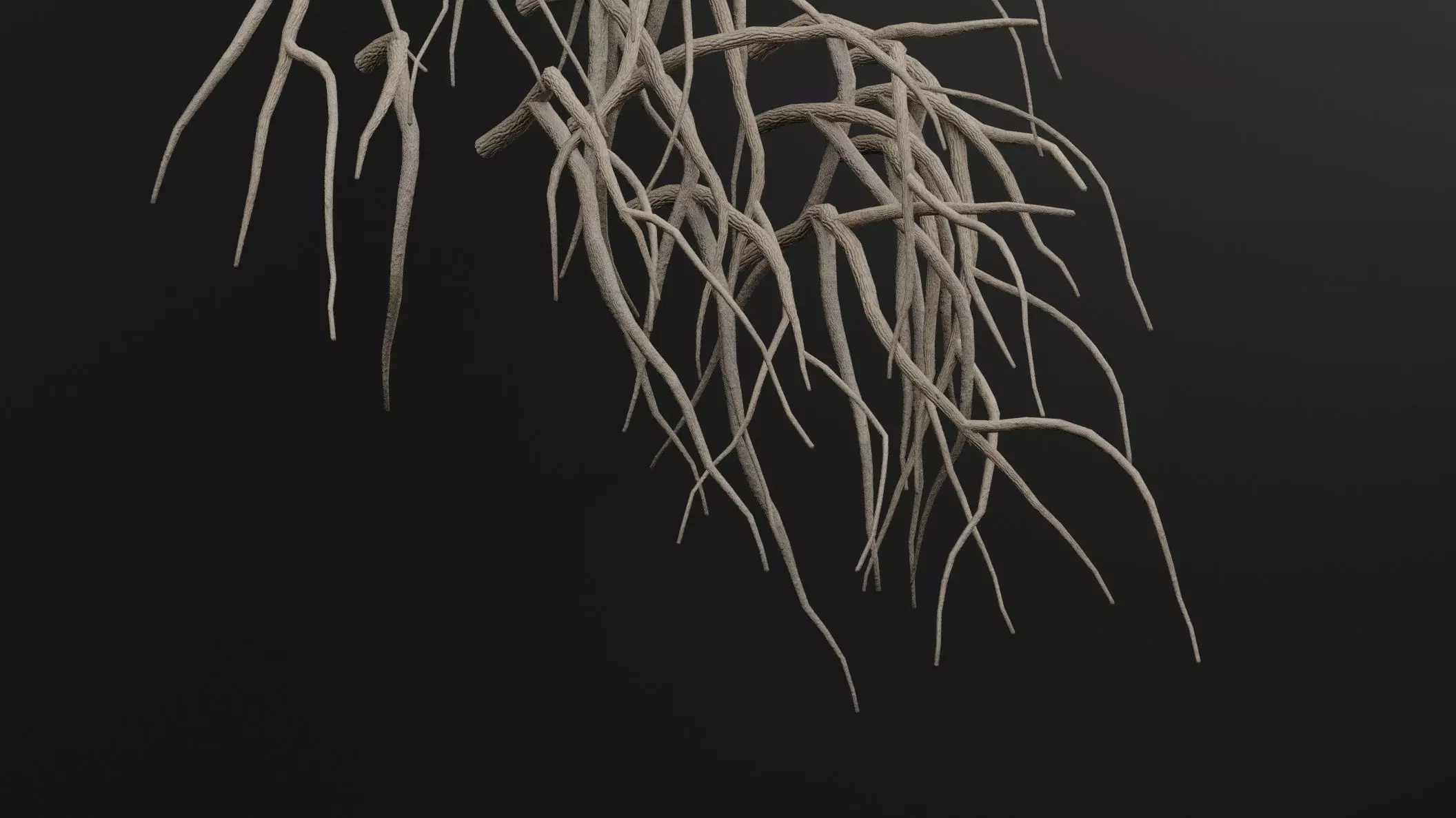 Cocculus Hirsutus Plant Low-poly 3D model_2