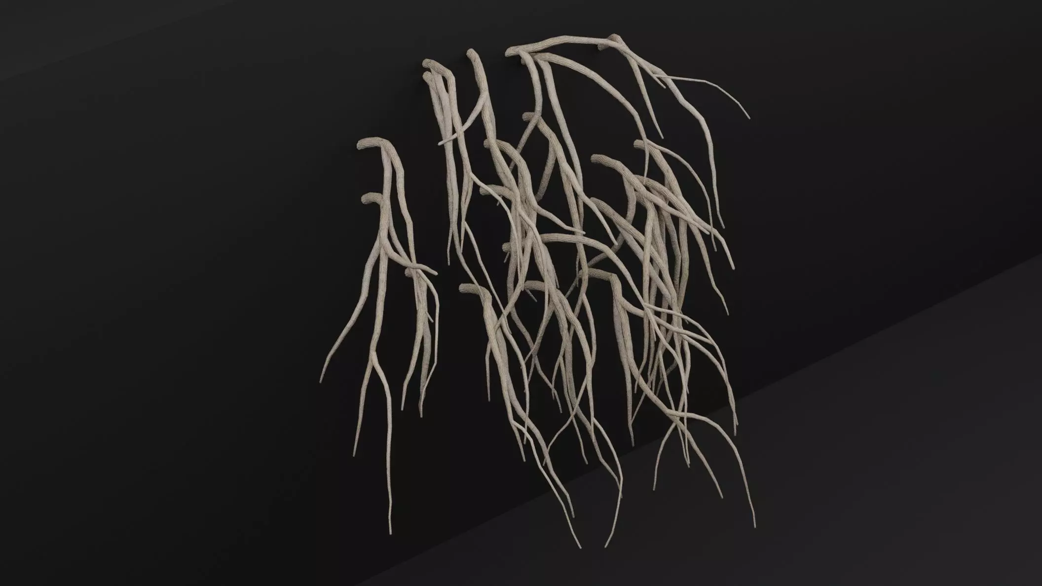 Cocculus Hirsutus Plant Low-poly 3D model_4