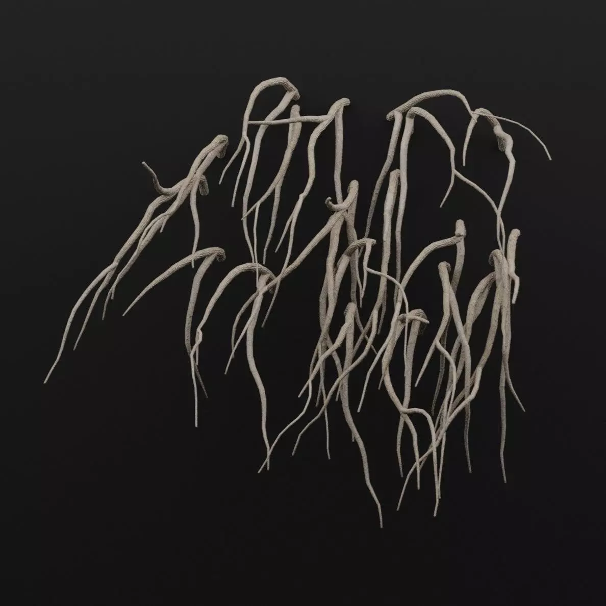 Cocculus Hirsutus Plant Low-poly 3D model_5