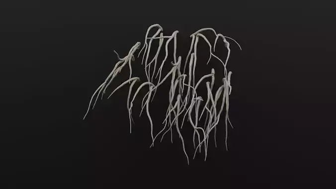 Cocculus Hirsutus Plant