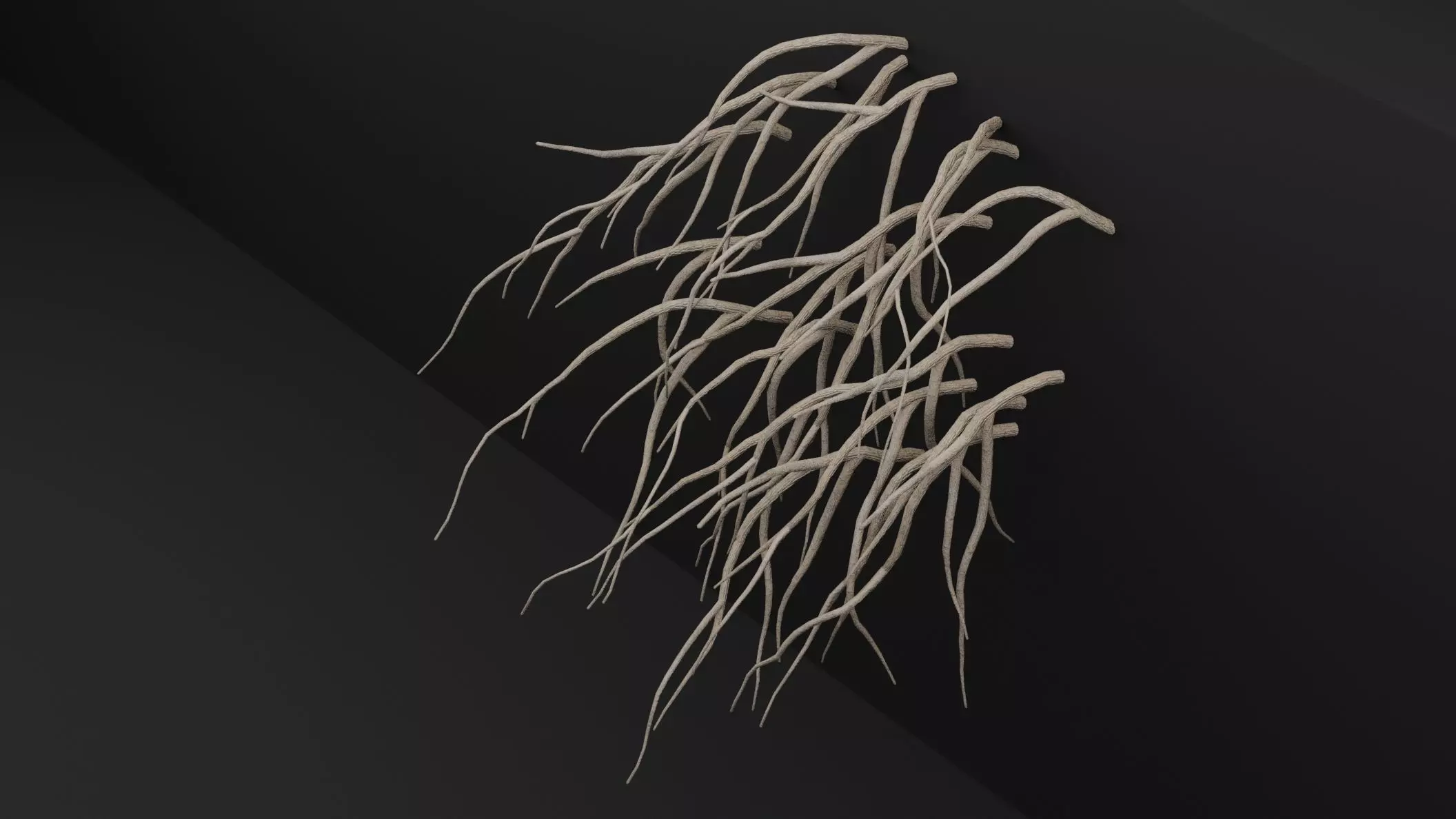 Cocculus Hirsutus Plant Low-poly 3D model_3