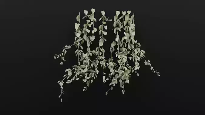 Cocculus Hirsutus Plant