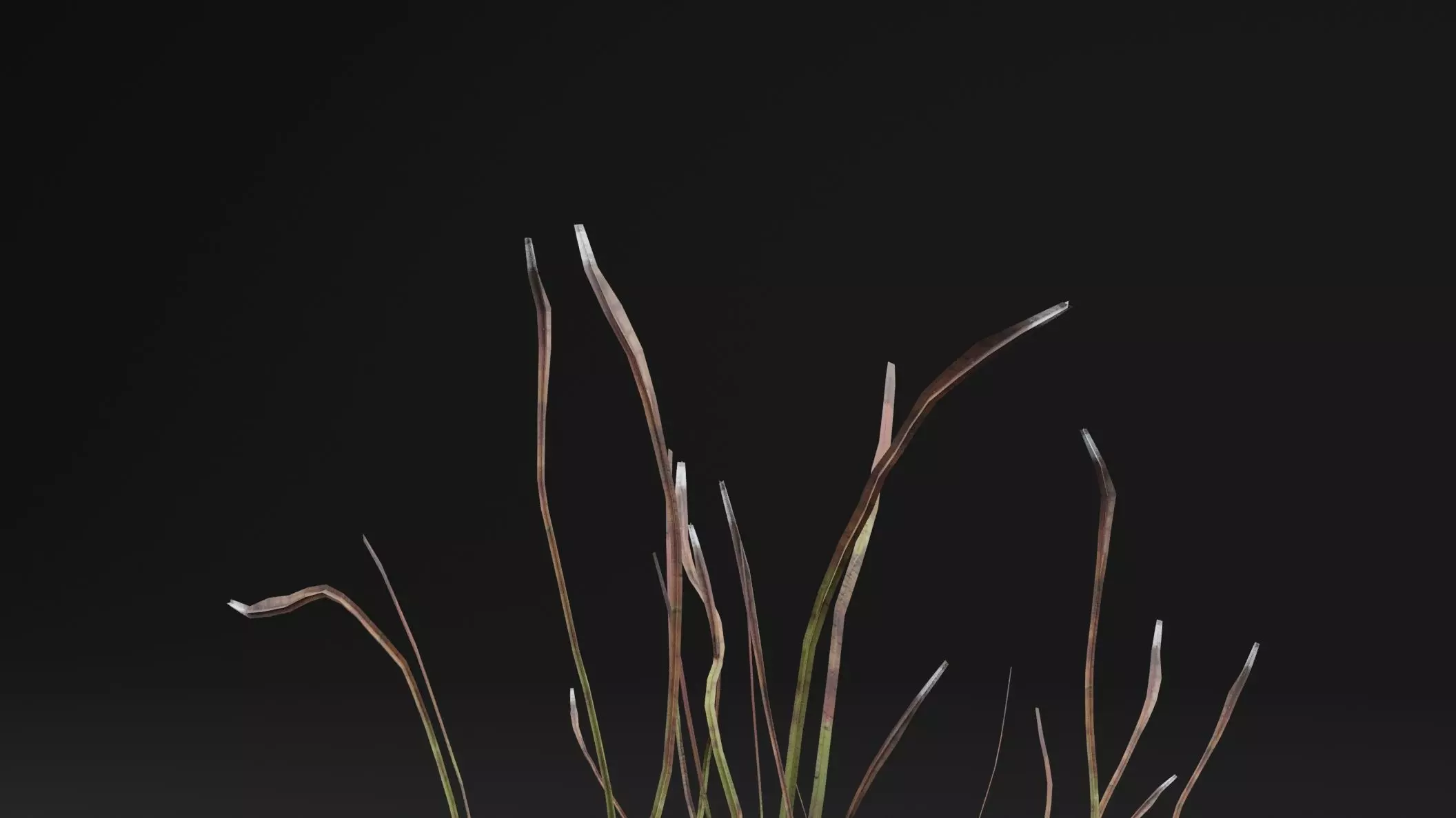 Eriophorum Plant Low-poly 3D model_1