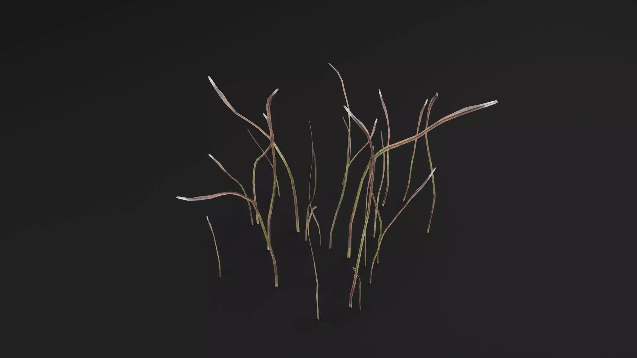 Eriophorum Plant Low-poly 3D model_3