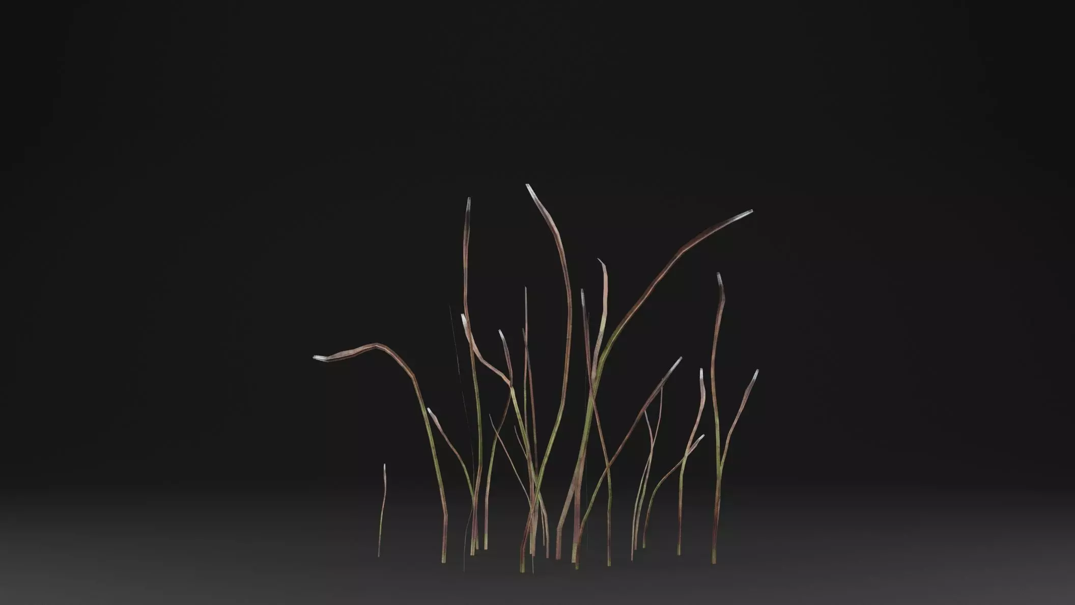 Eriophorum Plant Low-poly 3D model_0