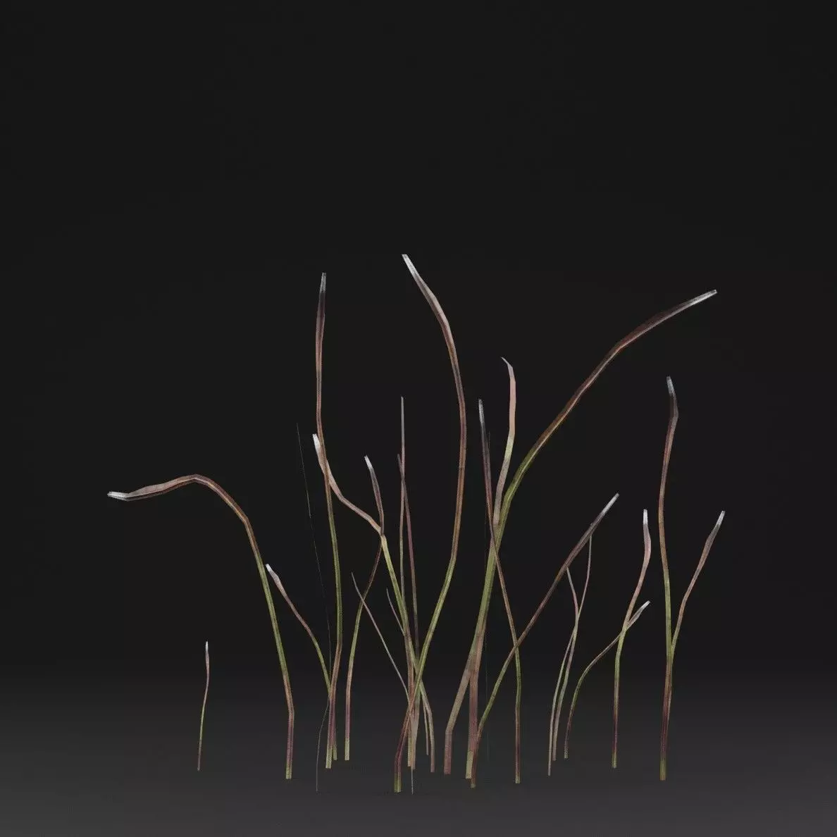 Eriophorum Plant Low-poly 3D model_5