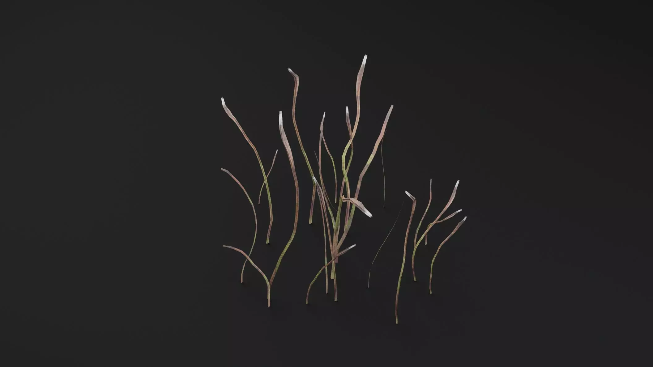 Eriophorum Plant Low-poly 3D model_4