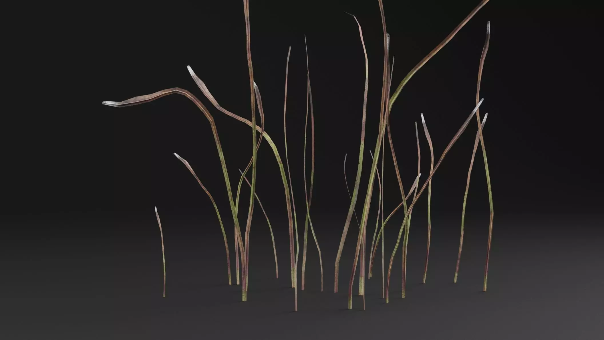 Eriophorum Plant Low-poly 3D model_2