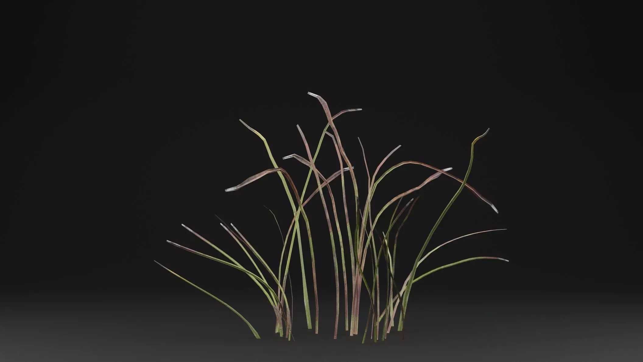 Eriophorum Plant Low-poly 3D model_0