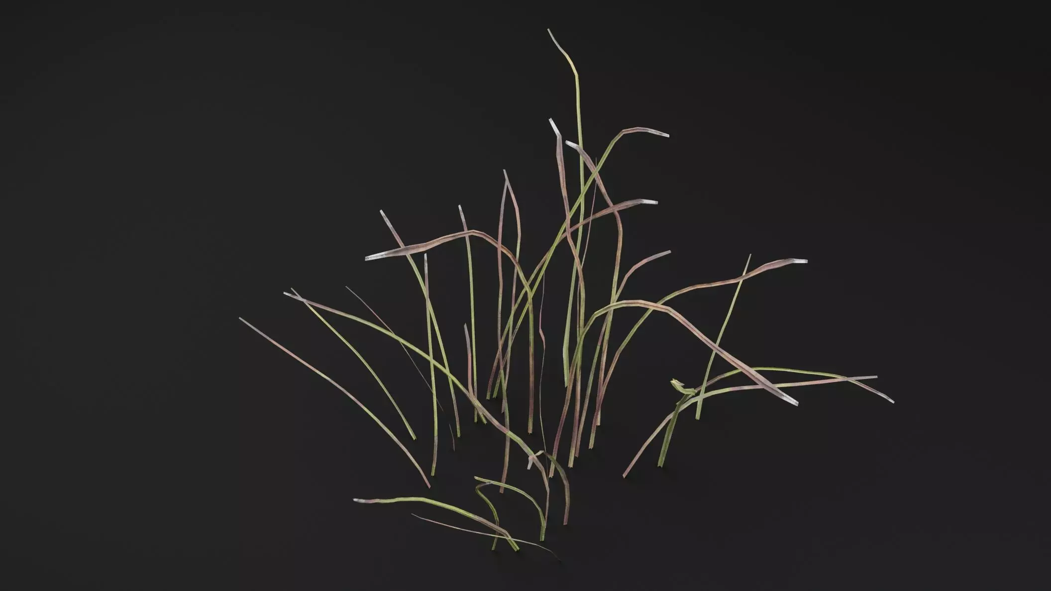 Eriophorum Plant Low-poly 3D model_4