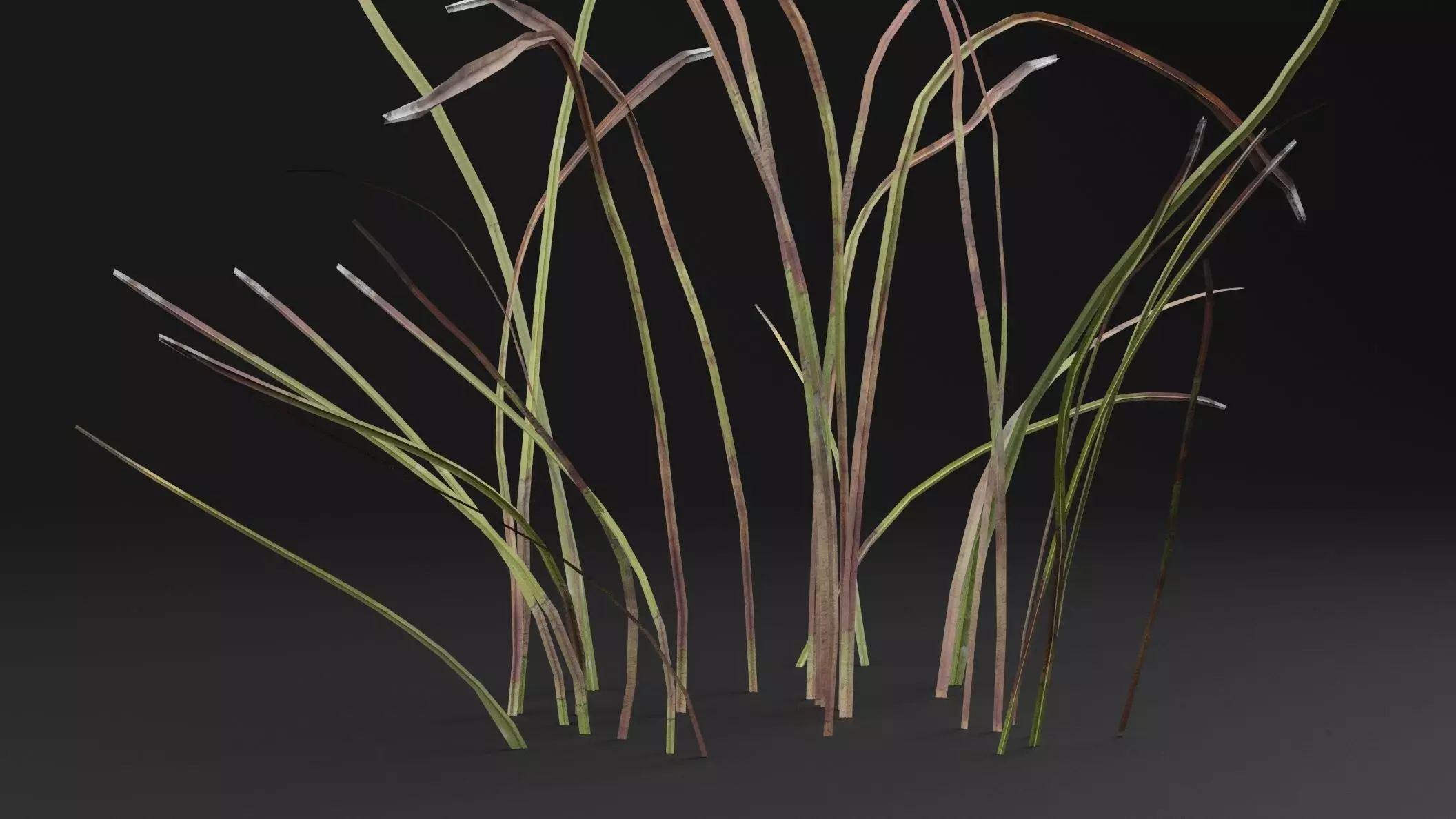 Eriophorum Plant Low-poly 3D model_2