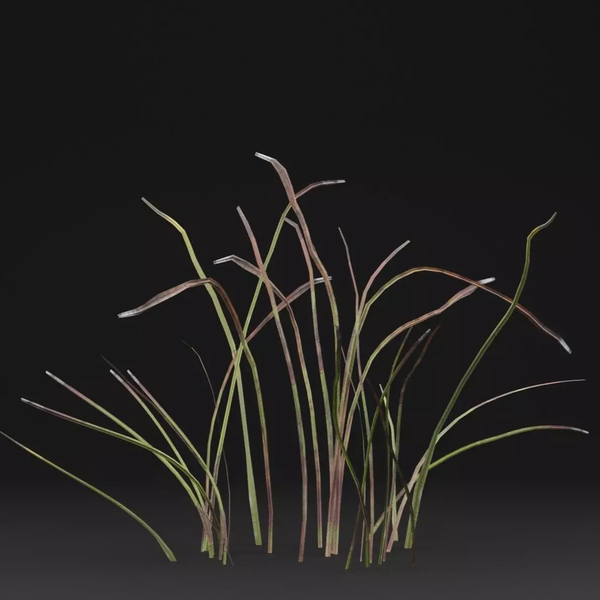 Eriophorum Plant Low-poly 3D model_5