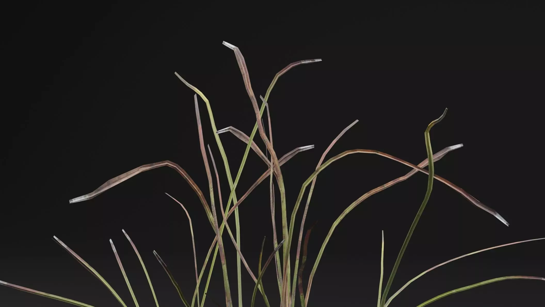 Eriophorum Plant Low-poly 3D model_1