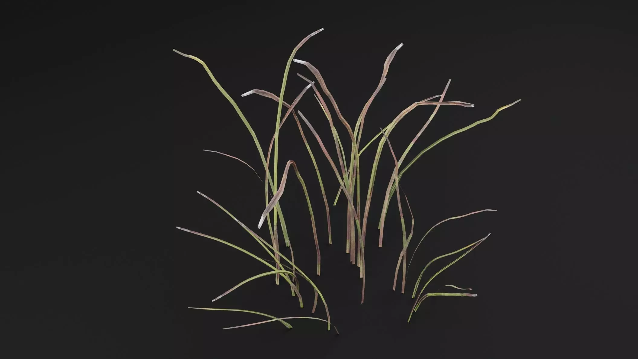 Eriophorum Plant Low-poly 3D model_3