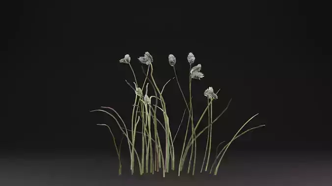 Eriophorum Plant