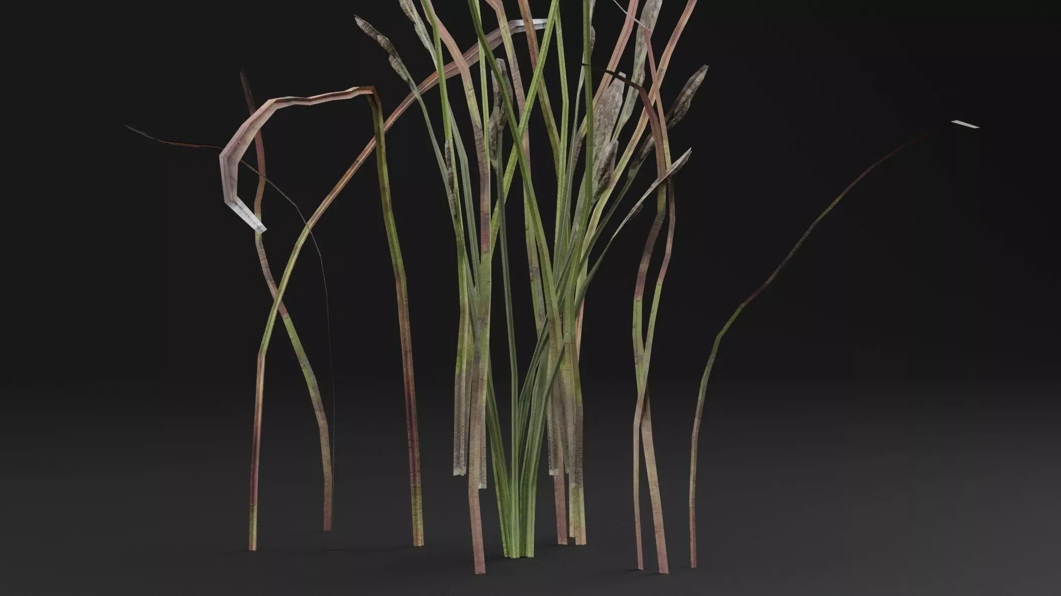 Eriophorum Plant 3D model_2