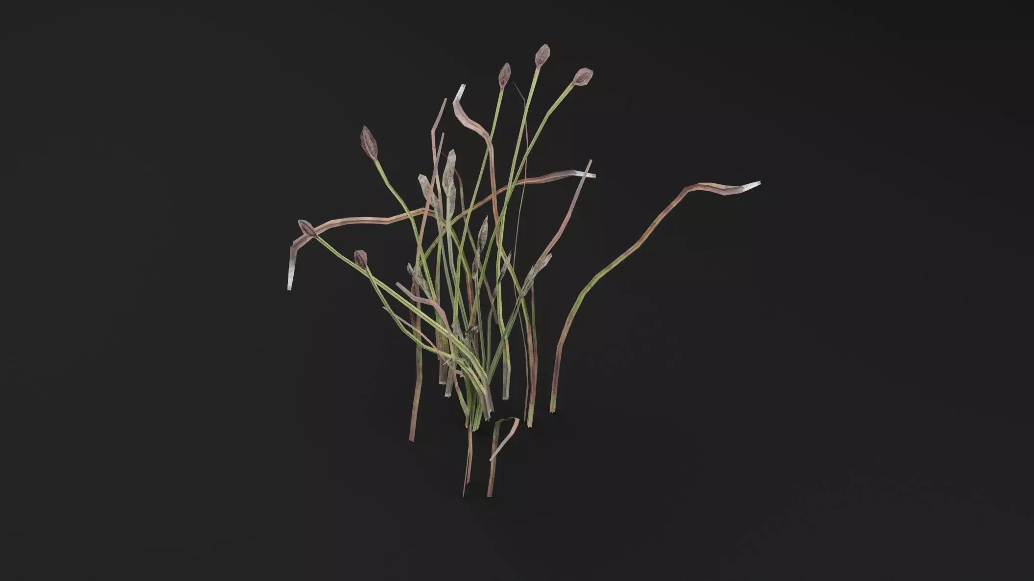 Eriophorum Plant 3D model_4