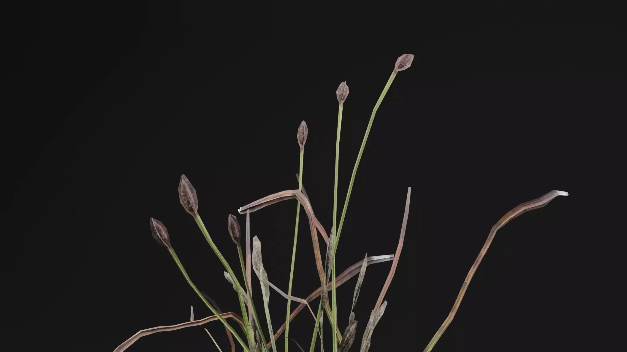 Eriophorum Plant 3D model_1