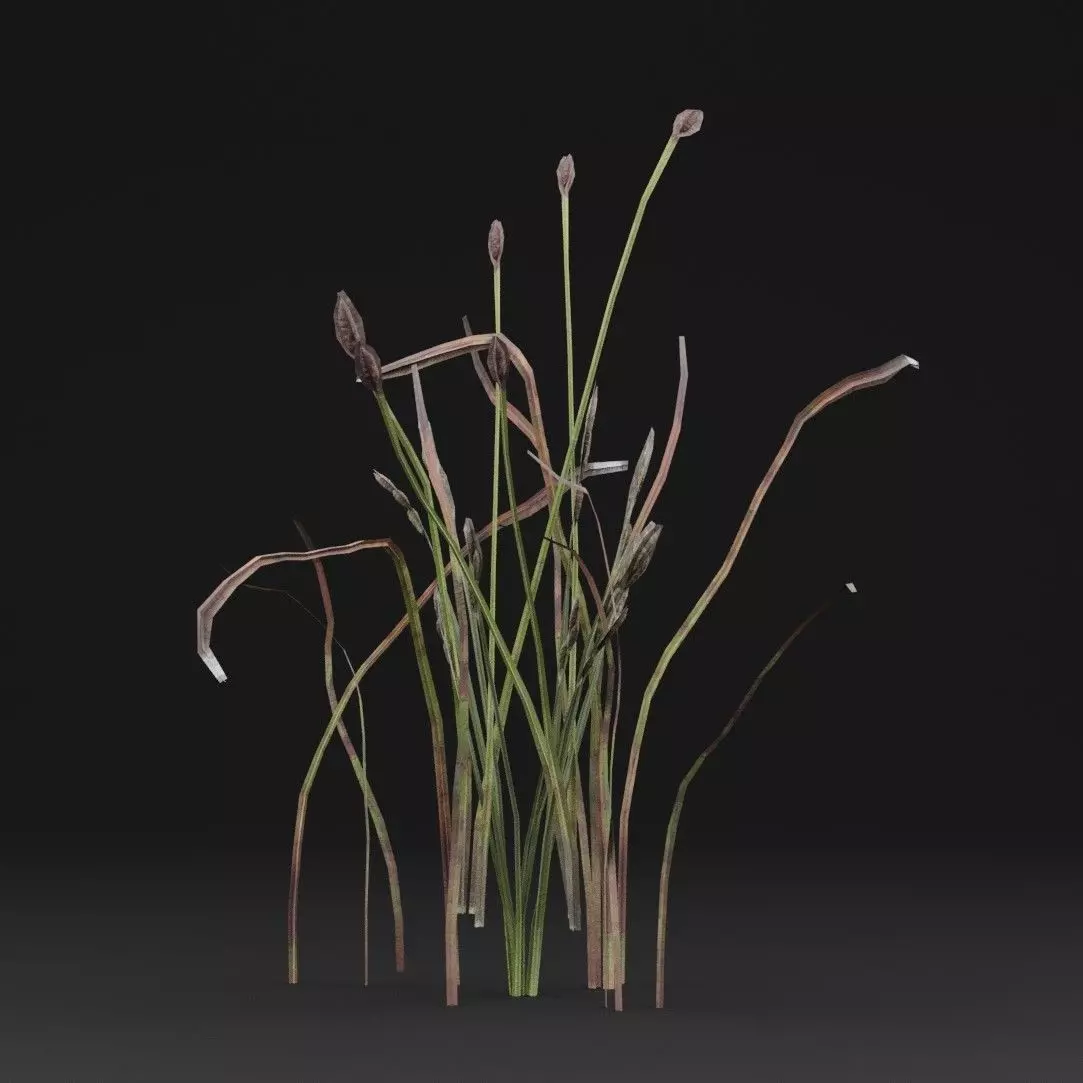 Eriophorum Plant 3D model_5