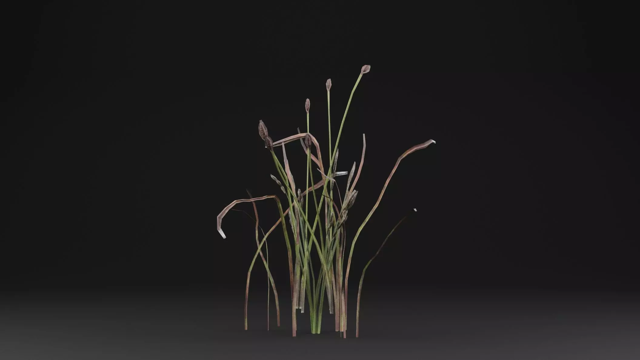 Eriophorum Plant 3D model_0