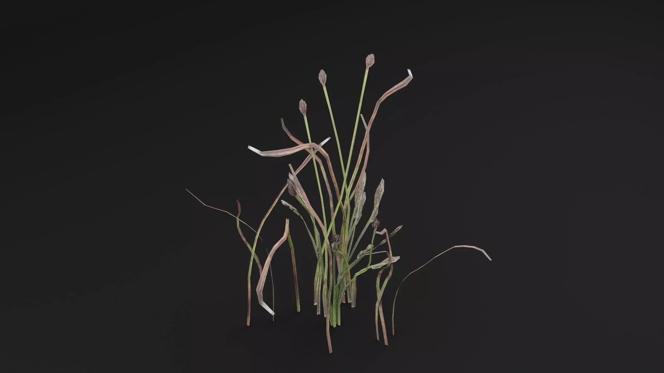 Eriophorum Plant 3D model_3