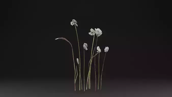 Eriophorum Plant