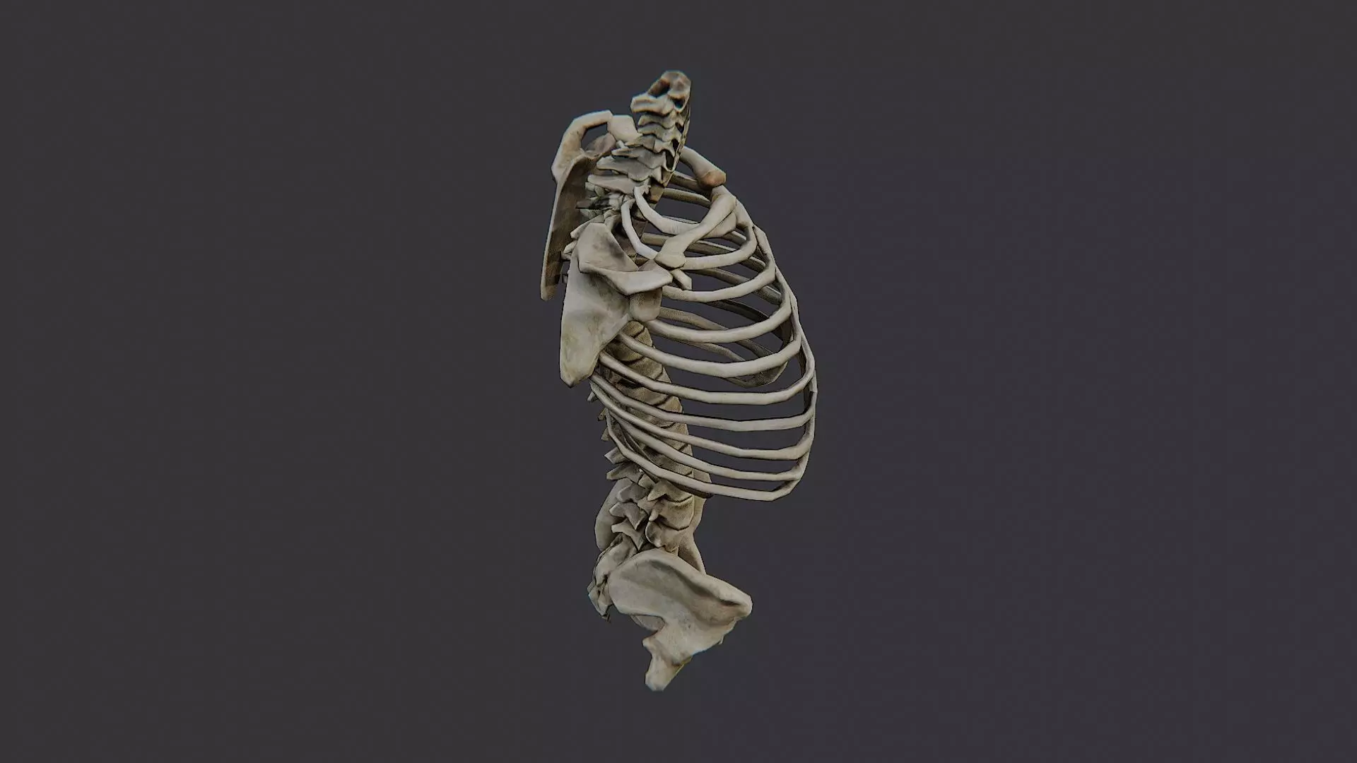 Disco Skulls Bones Torso Skeleton Low-poly 3D model_0