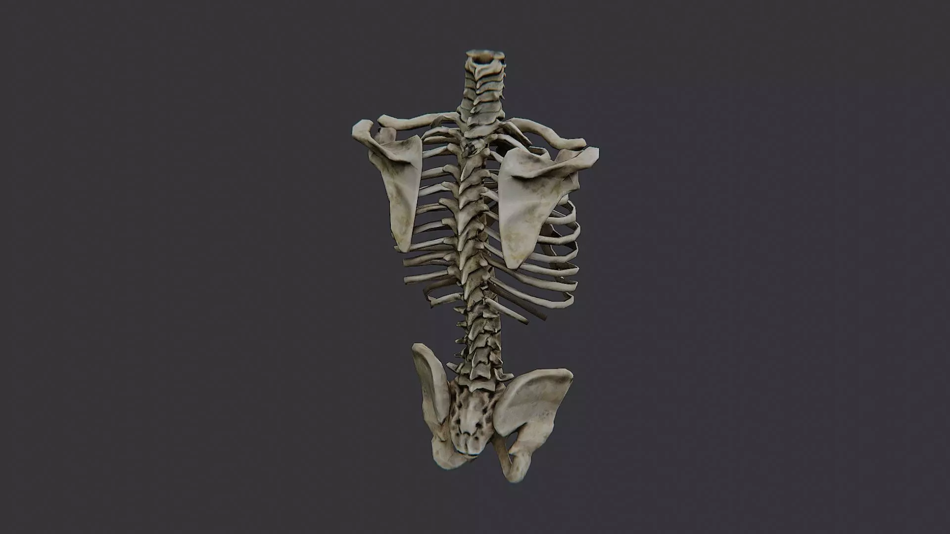 Disco Skulls Bones Torso Skeleton Low-poly 3D model_1