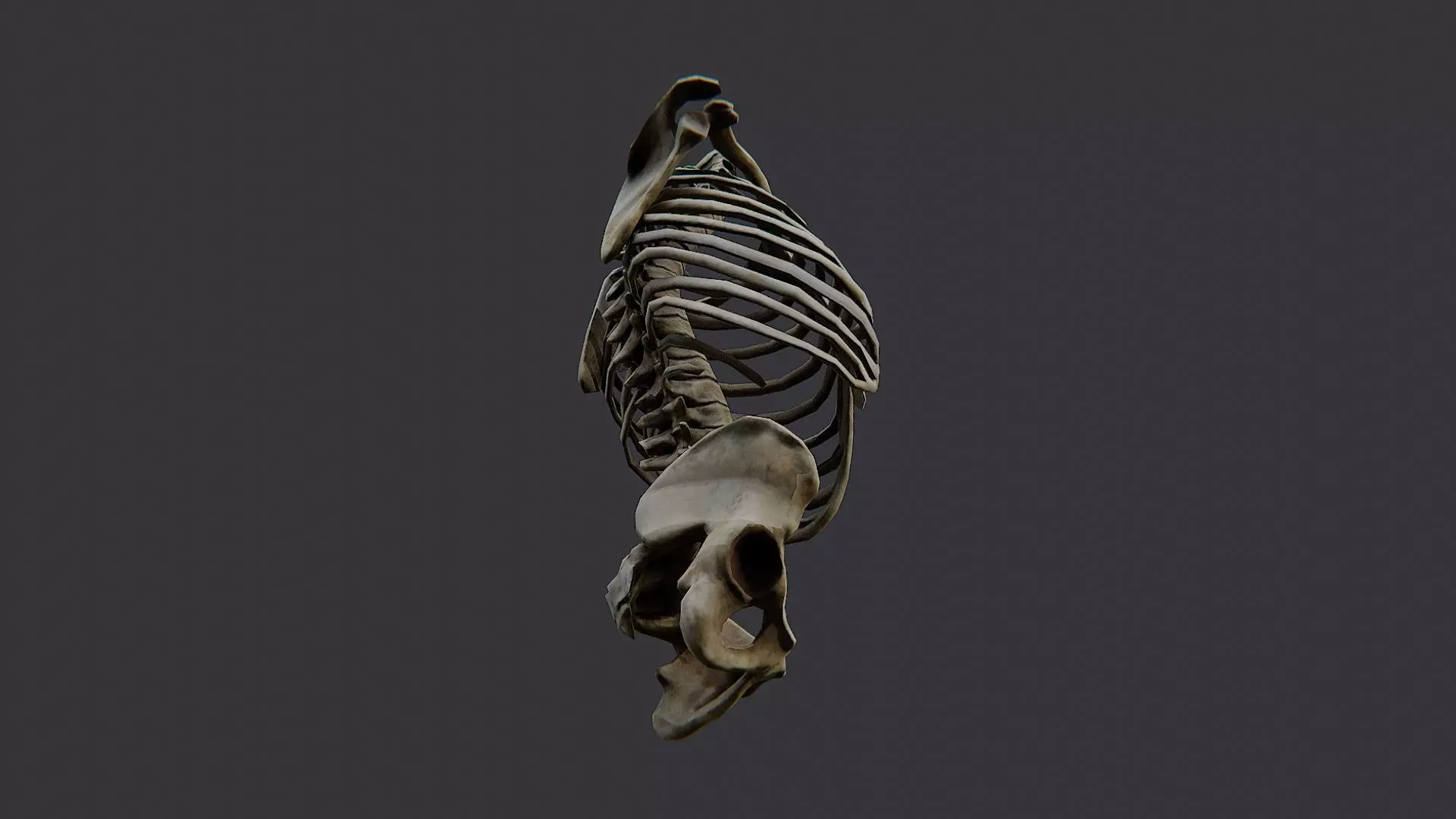 Disco Skulls Bones Torso Skeleton Low-poly 3D model_5