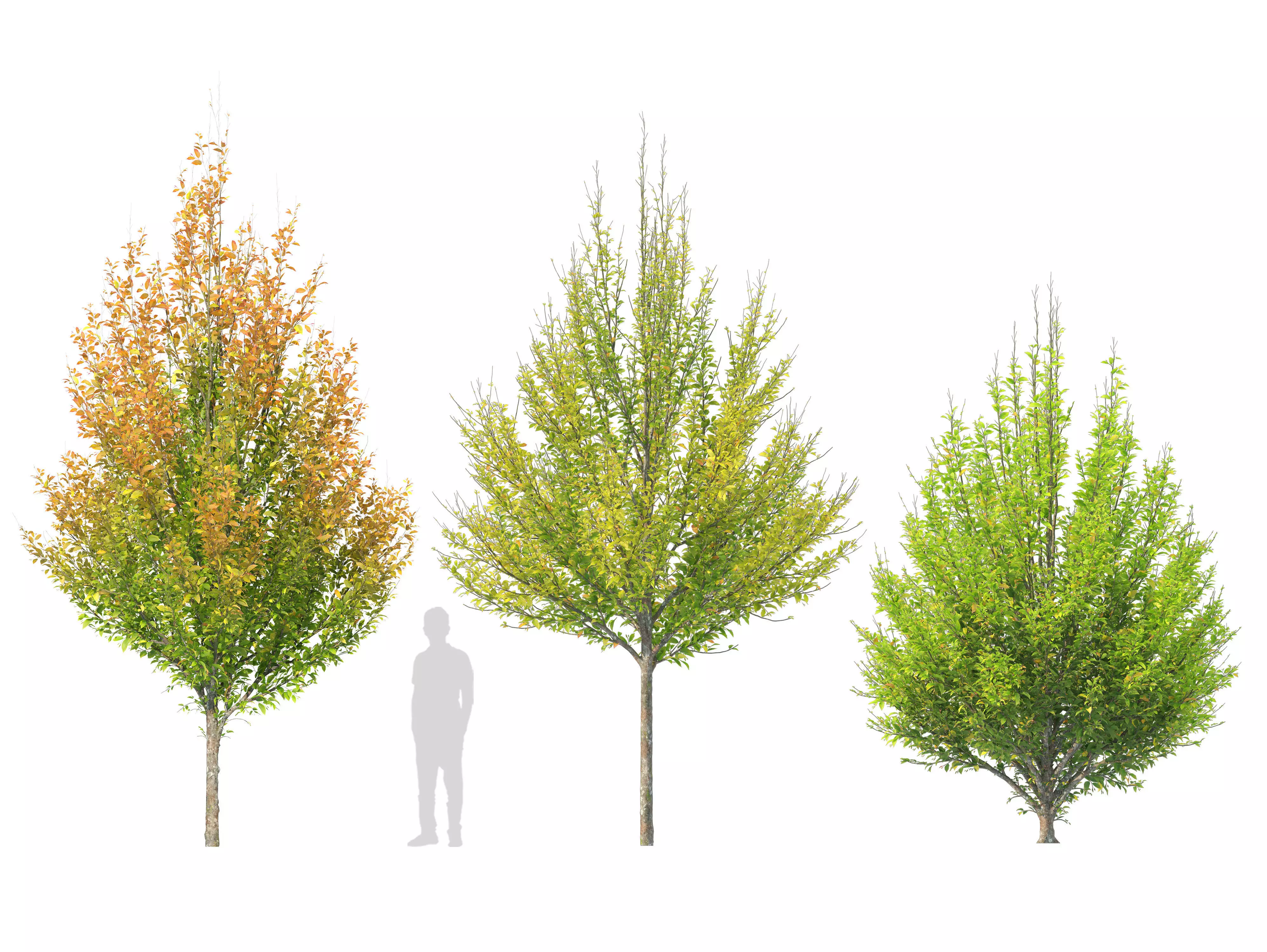 Hornbeam 3D model