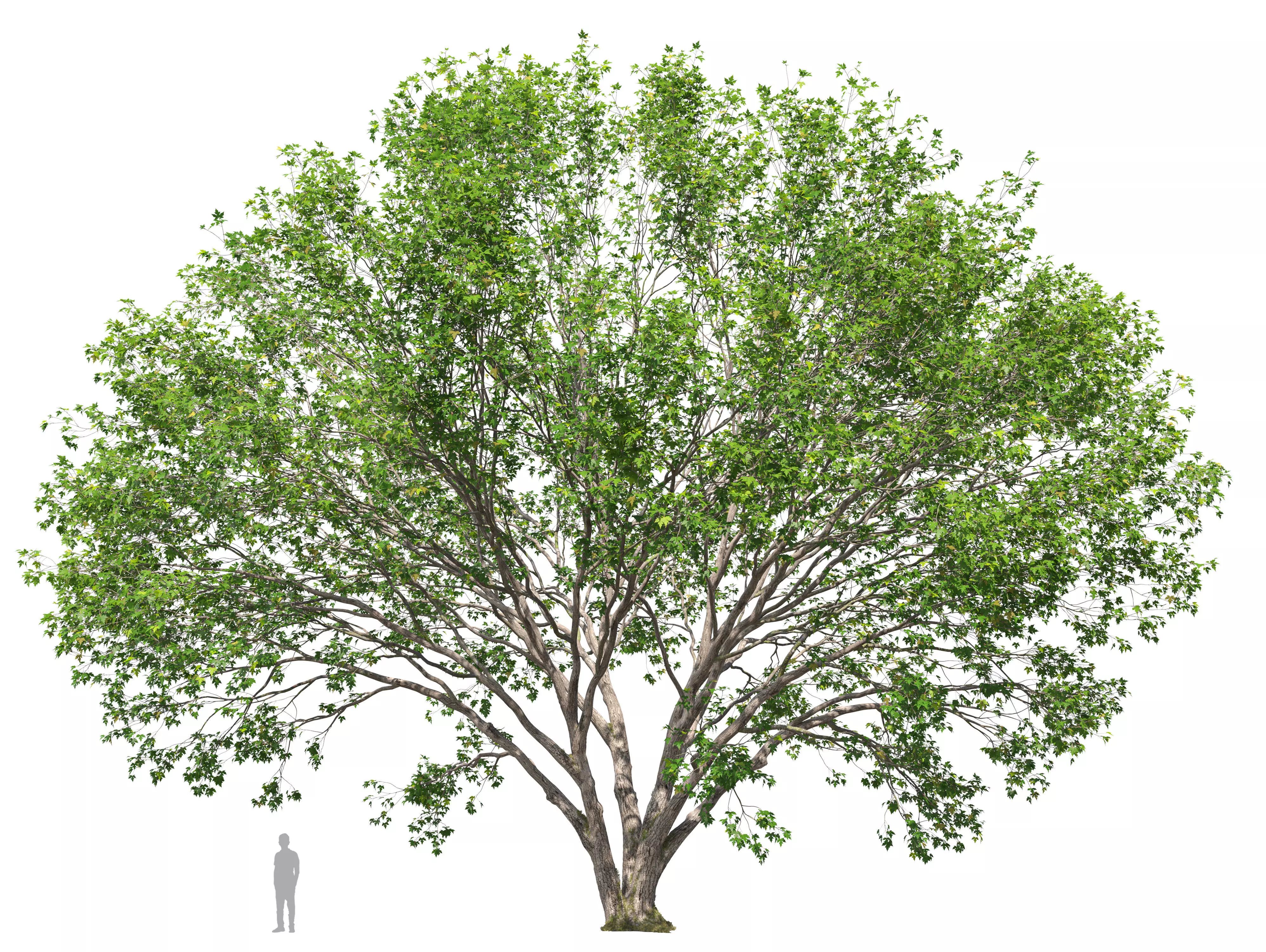 Silver maple 02 3D model