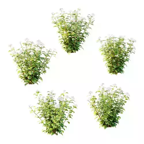 hydrangea arborescens Bush 01